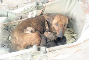 Дворняга спасла выброшенного младенца (фото+видео)