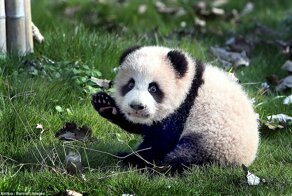 Малышка панда учится ходить