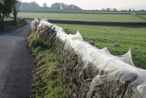 Арахногеддон: нашествие пауков в британской деревне