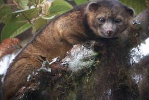 Обнаружен новый вид хищников Колумбии и Эквадора - Олингито (8 фото + видео)