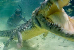 Как профессионалы делают подводные фотографии крокодилов