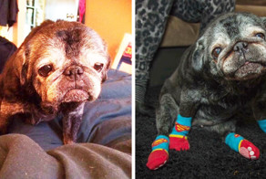 Носки вернули старому мопсу радость жизни!