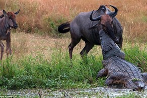 Невероятная схватка бегемота с крокодилом из-за антилопы гну