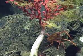 Загадочное существо обнаружили на дне Марианского желоба