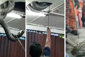 Я этого не заказывал! Из ресторанного потолка выпала 6-метровая ползучая тварь 