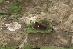 Три коровы чудом спаслись от землетрясения в Новой Зеландии