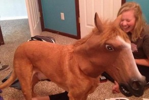 Смешная фотогалерея