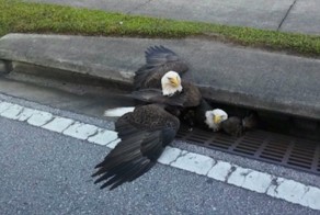 Два белоголовых орлана, дерущихся в канализации на улице в США, напомнили прохожим выборы
