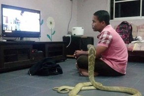 Мужчина женился на трехметровой кобре и утверждает, что это его реинкарнировавшая девушка