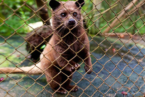 Кофе лювак (Kopi Luwak) – самый дорогой кофе в мире или за что ценится кофе из какашек