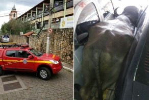 В Бразилии убили взбесившегося буйвола