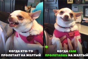 Свежая подборка автоприколов