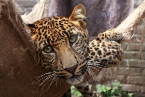 Леопард, который был "никому не нужен", наконец-то нашел свой дом