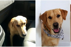 12 фотографий собак, нашедших свой дом