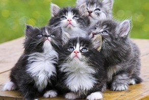 19 Шикарных кошек, которые стоят целое состояние