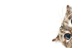 Восхитительная история про кота и его борьбу с хозяевами