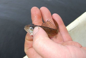 О рыбалке на Руси