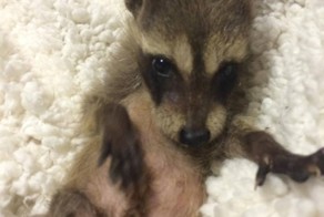 Поросята и кот помогли малышу-еноту поверить в себя