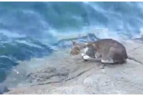 Умный кот никогда не останется голодным