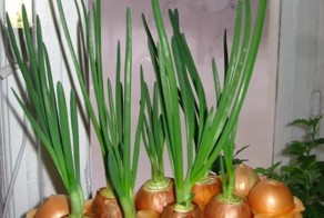 Выращиваем зеленый лук на подоконнике