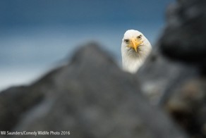Изумительные снимки дикой природы от финалистов ежегодного конкурса на самую смешную фотографию
