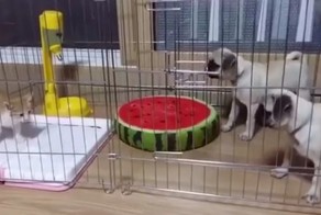 Мопсы впервые сталкиваются с котенком. Смех да и только!