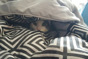 18 непревзойденных шпионов, которым самое место в ЦРУ