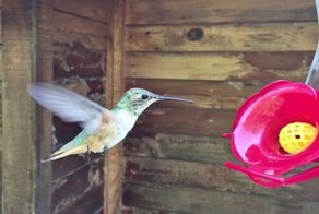 Полет колибри сняли на смартфон в режиме ускоренной съемки