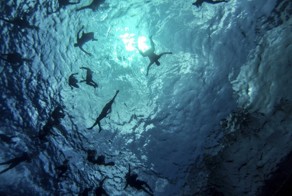 Морпехи плавают в открытом море: служба или курорт, сразу не разобрать