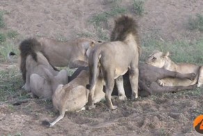 Львы остались без добычи из-за собственной жадности
