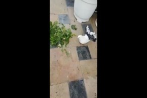 Настоящий гусар знает как порадовать свою даму