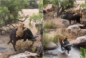Драматические кадры: голодная львица напала на буйвола