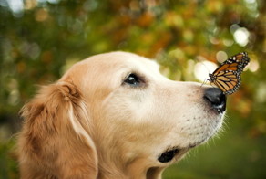 Самые невероятные способности собак. 5 интересных фактов