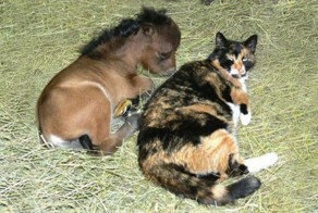 Немного гифок и фоток