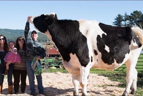 Самый большой бык в мире