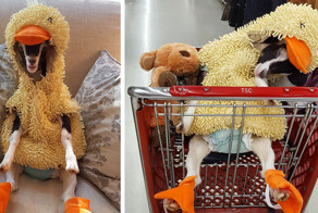 Хозяйка вылечила невроз у козы с помощью маскарадного костюма