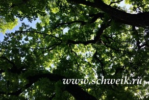 Забытые сумки в блиндаже