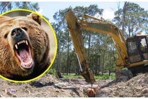 Добрые рабочие спасли медведя, застрявшего в выгребной яме