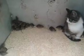 У вас кот сломался, несите нового!