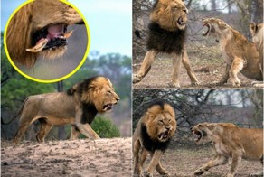 Царь зверей потерял зуб после схватки с львицей