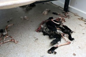 В Австралии голодные кошки съели друг друга