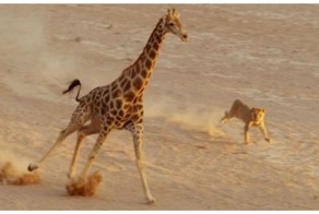 Львица напала на жирафа и очень скоро пожалела об этом