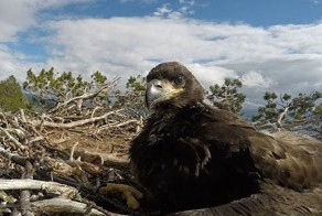 Как взрослеют орланы