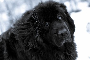 10 самых дружелюбных пород собак