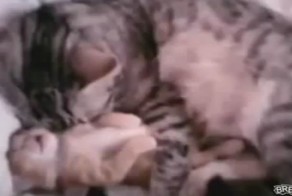 Любящая мама-кошка защитила котенка от кошмара 