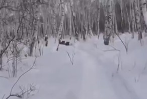 Куда идем мы с Пятачком: неожиданная встреча со стадом кабанов в лесу