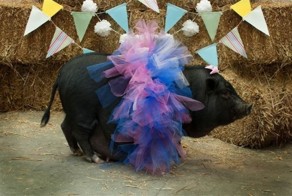 Свинка Софи оказалась идеальной фотомоделью