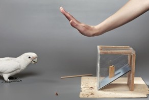 Вы очень удивитесь, когда увидите на что способен этот сообразительный какаду