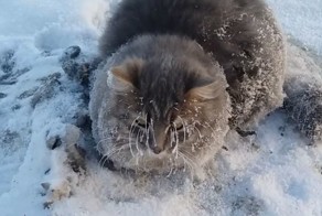 Замерзающего кота спасли от мучительной смерти