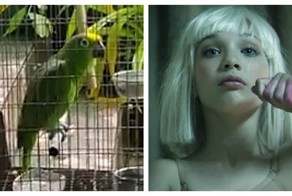 Попугай проникновенно исполнил хит певицы Sia и стал звездой